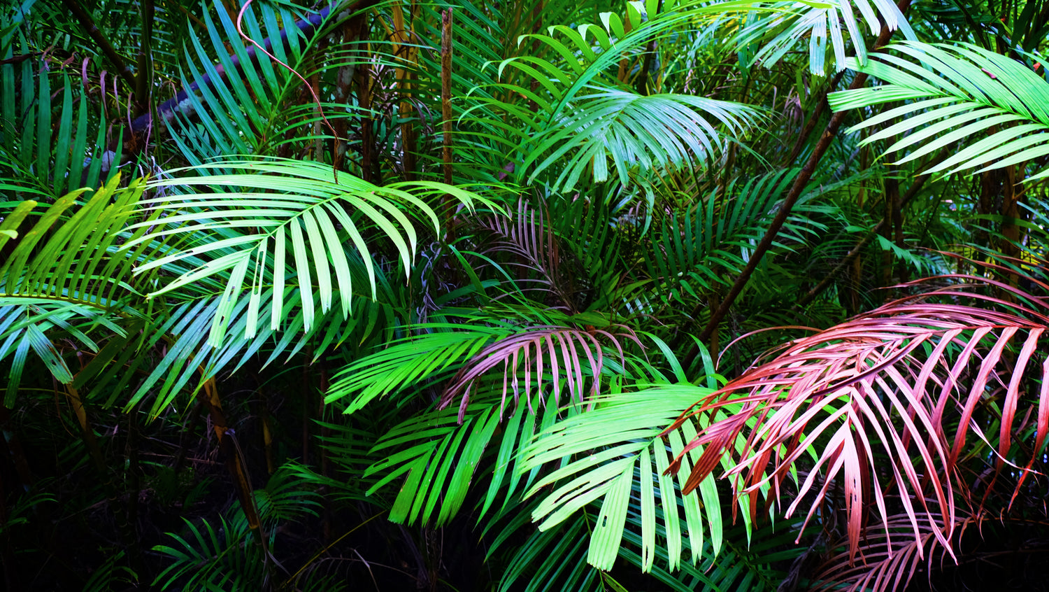 ANO37 Boutique Wholesale